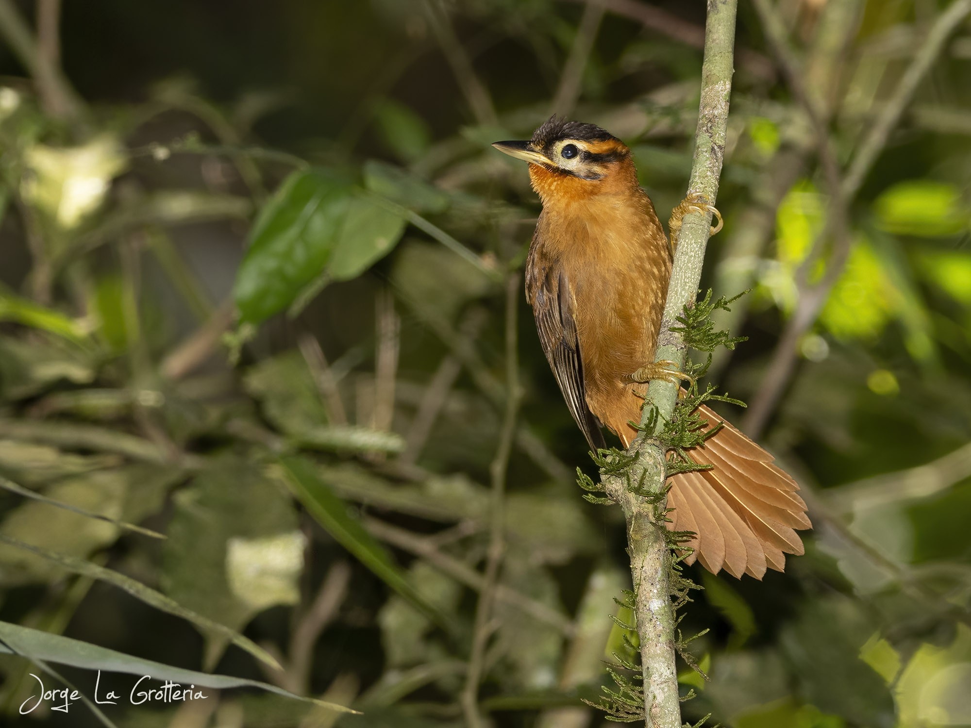 Ticotico Cabeza Negra (Philydor atricapillus)