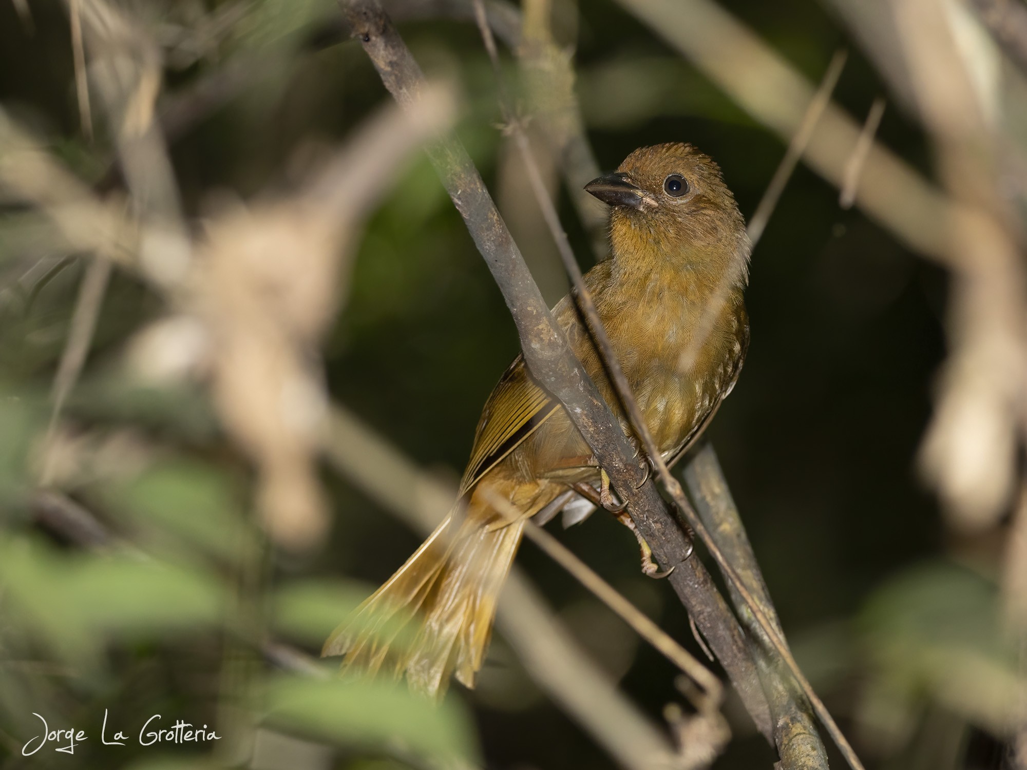 Fueguero Morado (Habia rubica)