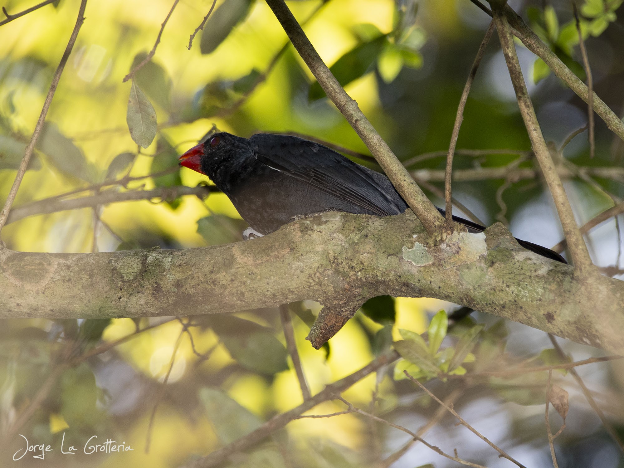 Pepitero Negro (Saltator fuliginosus)