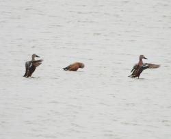 Photo Pato Cuchara