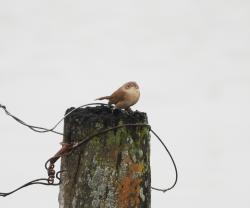 Foto Ratona Común
