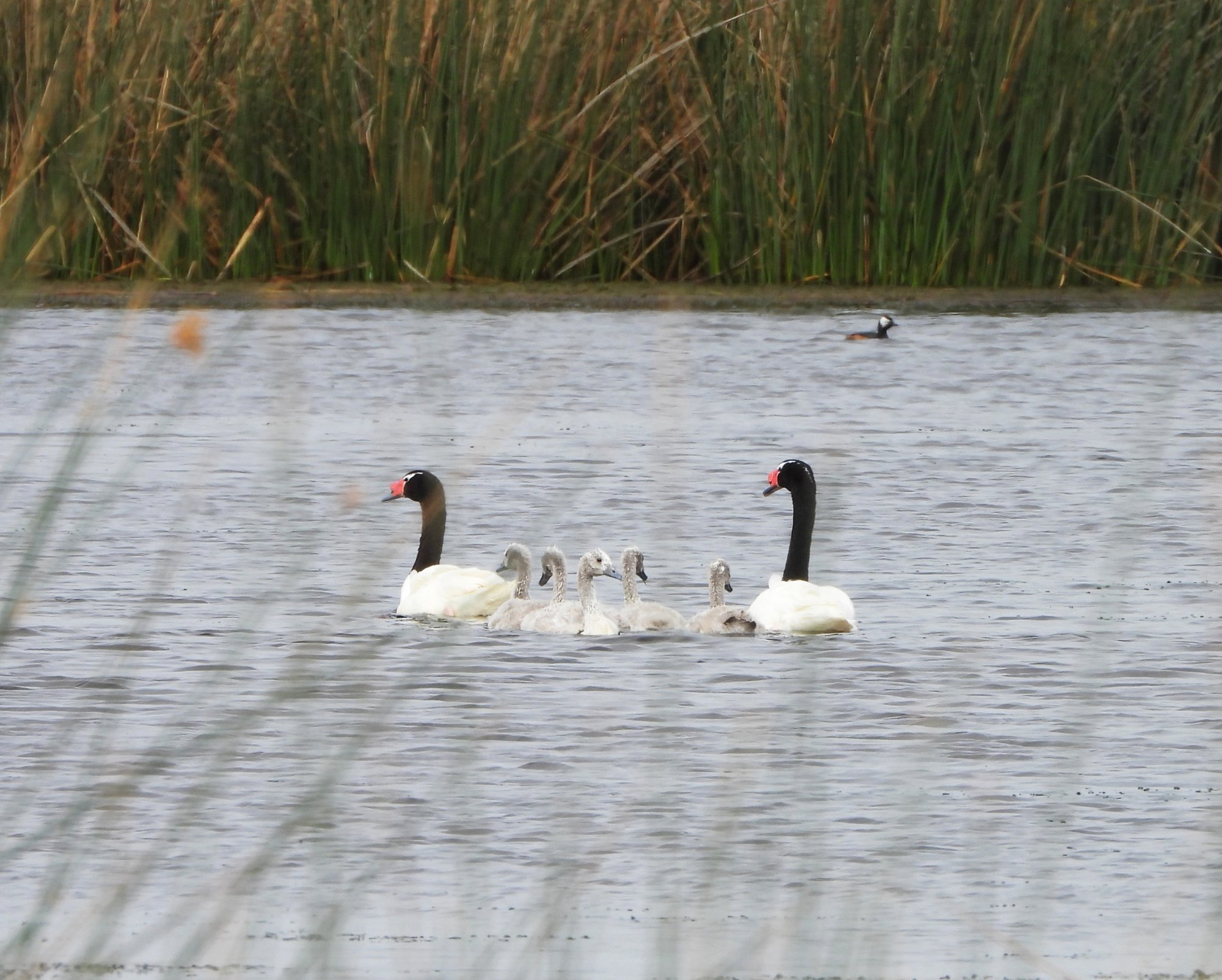 Foto Cisne Cuello Negro