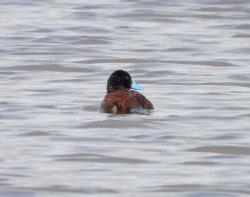 Foto Pato Zambullidor Chico