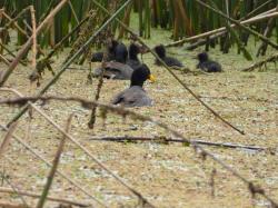 Foto Gallareta Escudete Rojo