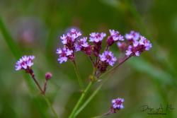 Foto Verbena Amarga