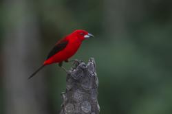 Foto Fueguero Escarlata