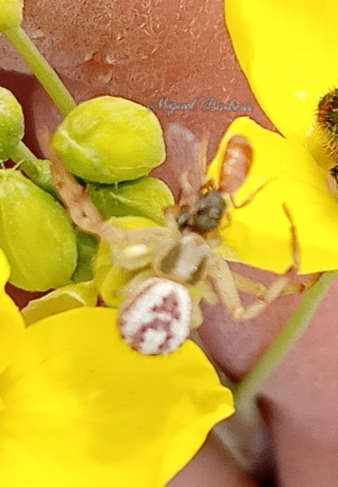 Foto Araña Cangrejo