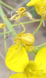 Foto Araña Cangrejo