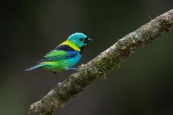 Foto Saíra Arcoiris