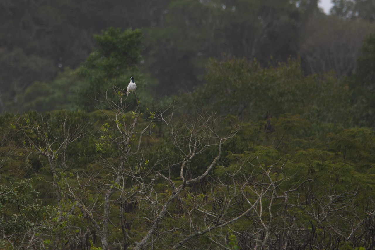 Foto Pájaro Campana