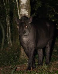 Foto Tapir Anta