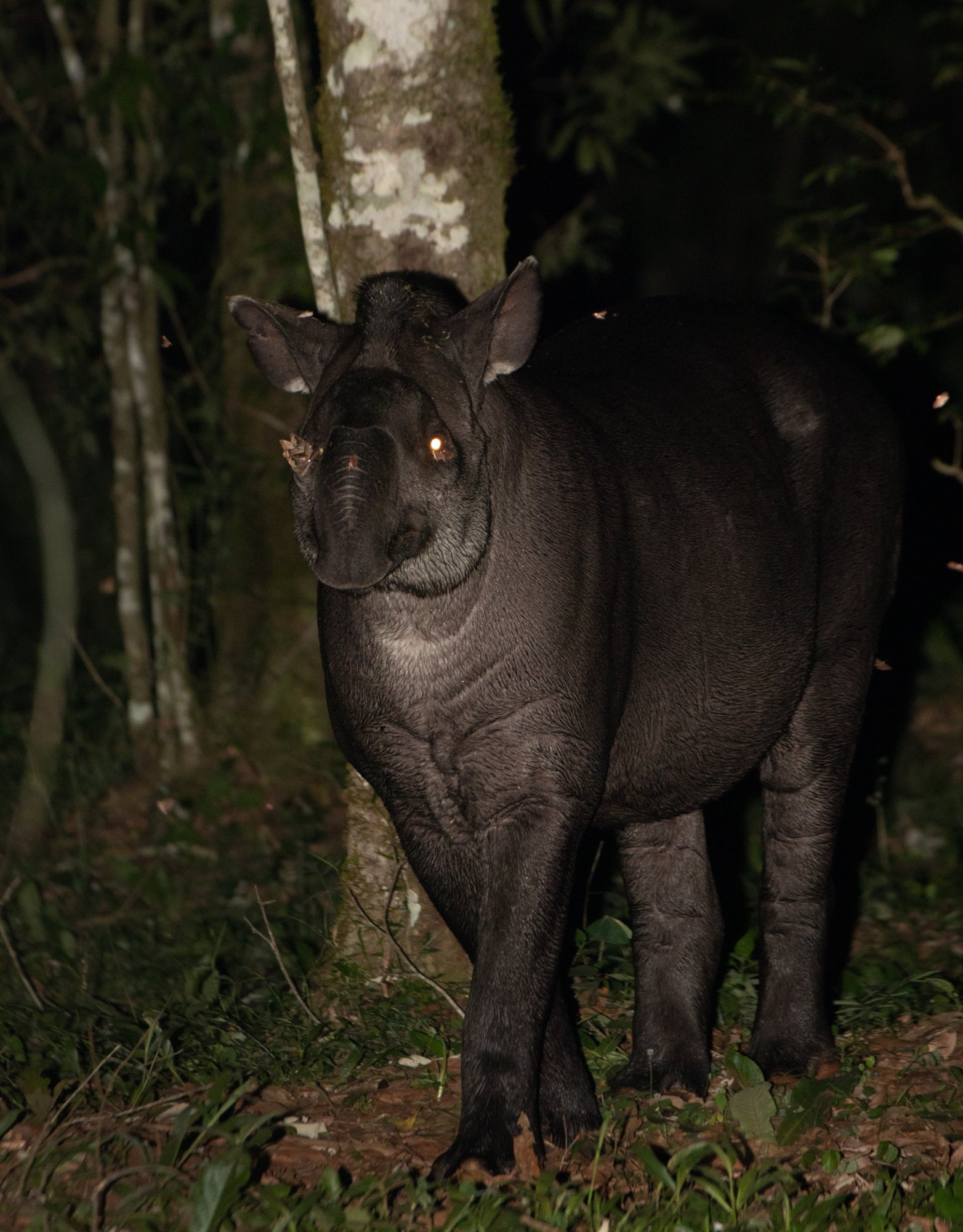 Photo Tapir Anta