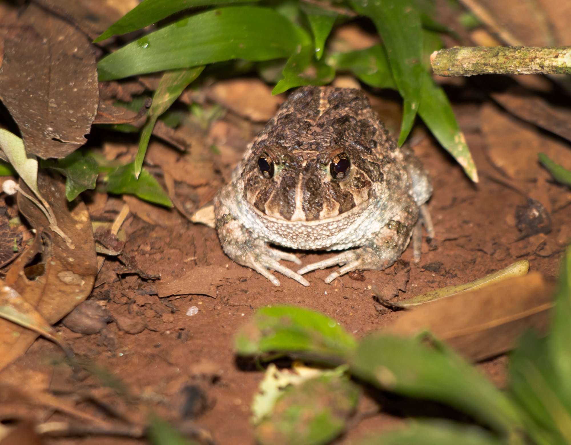 Odontophrynus&nbsp;sp.