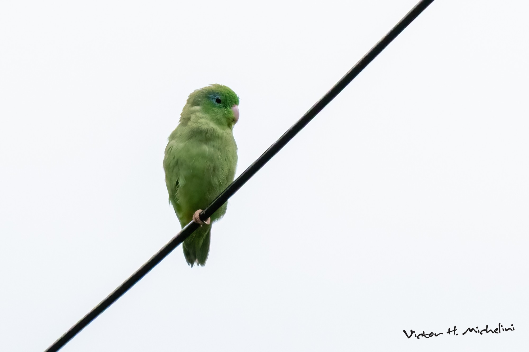 Forpus&nbsp;conspicillatus