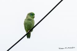 Periquito de Anteojos (Forpus conspicillatus)