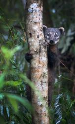 Foto Coatí