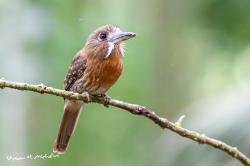 Bolio de bigote (Malacoptila mystacalis)