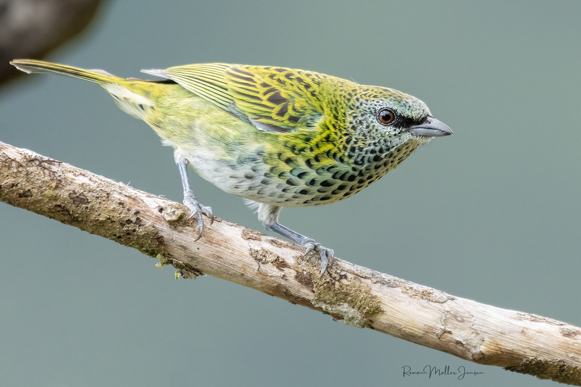 Ixothraupis&nbsp;punctata