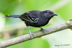 Hormiguero Negro Azabache (Cercomacra nigricans)