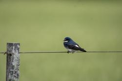 Foto Golondrina Ceja Blanca