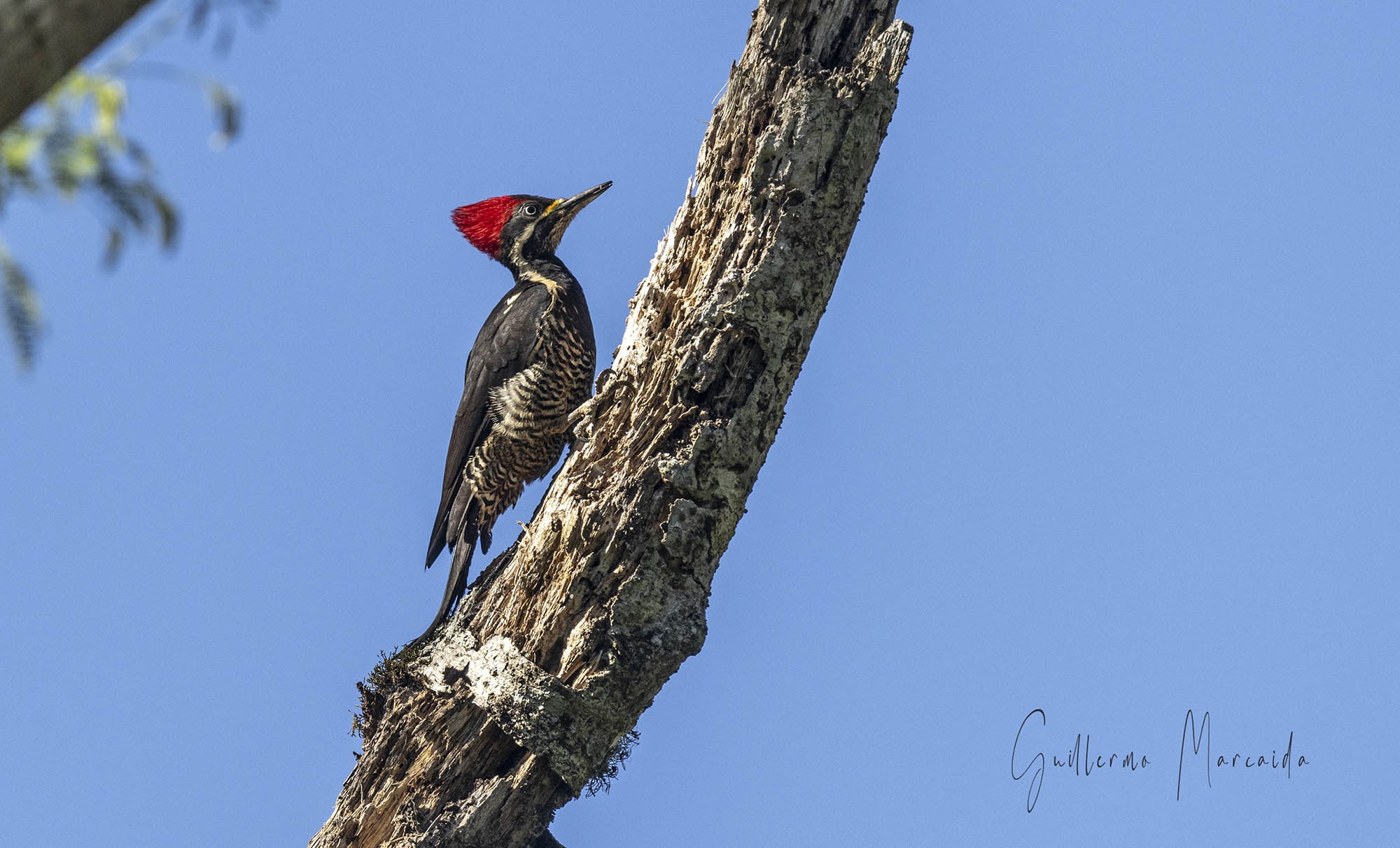 Carpintero Garganta Estriada (Dryocopus lineatus)