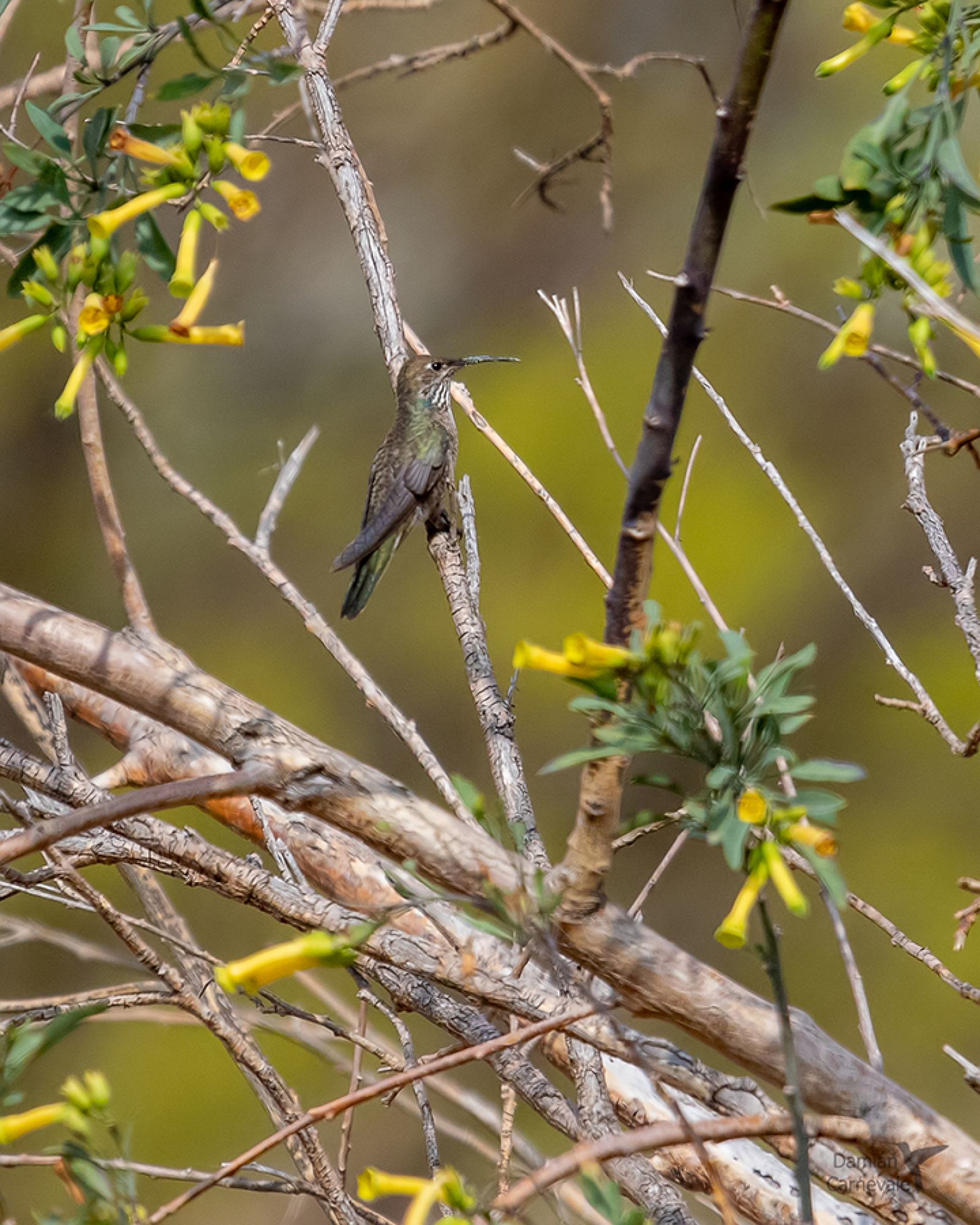 Picaflor Andino (Oreotrochilus leucopleurus)