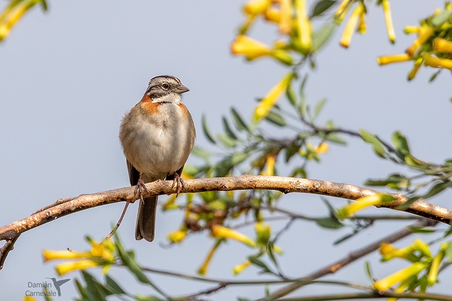 Chingolo (Zonotrichia capensis)