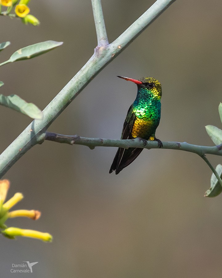 Besourinho-de-bico-vermelho (Chlorostilbon lucidus)