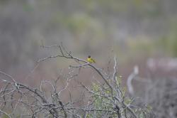 Foto Cabecitanegra Com�n