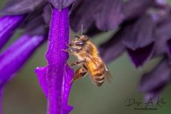 Foto Abeja Europea