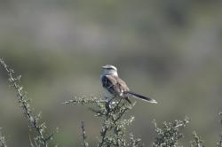 Foto Calandria Grande