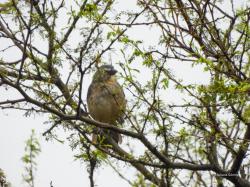 Foto Pepitero Gris