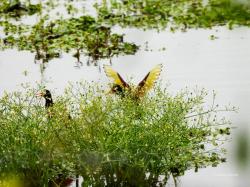 Foto Jacana