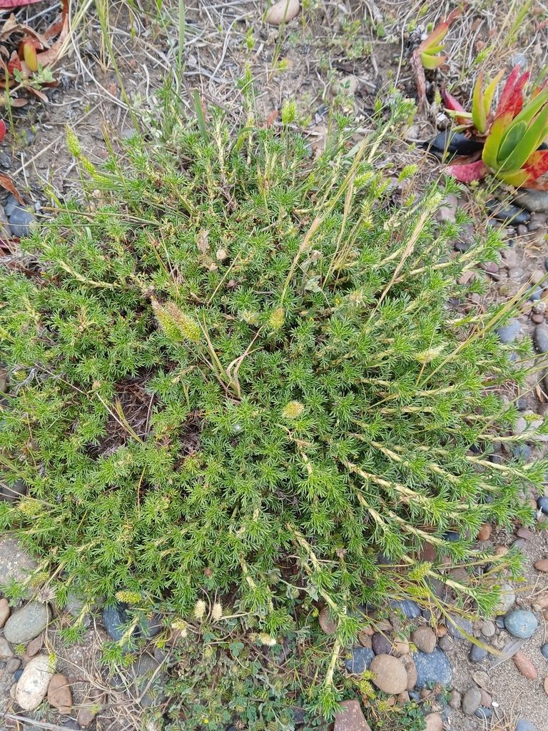 Photo Yerba de la Perdíz