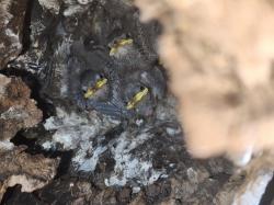 Foto Golondrina Negra