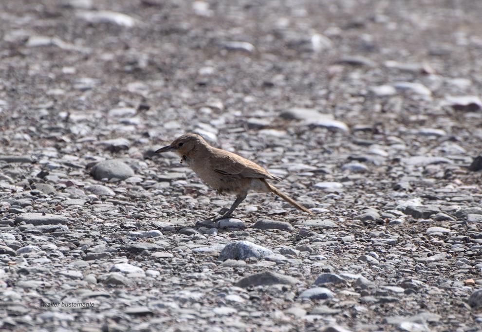 Photo Cacholote Pardo