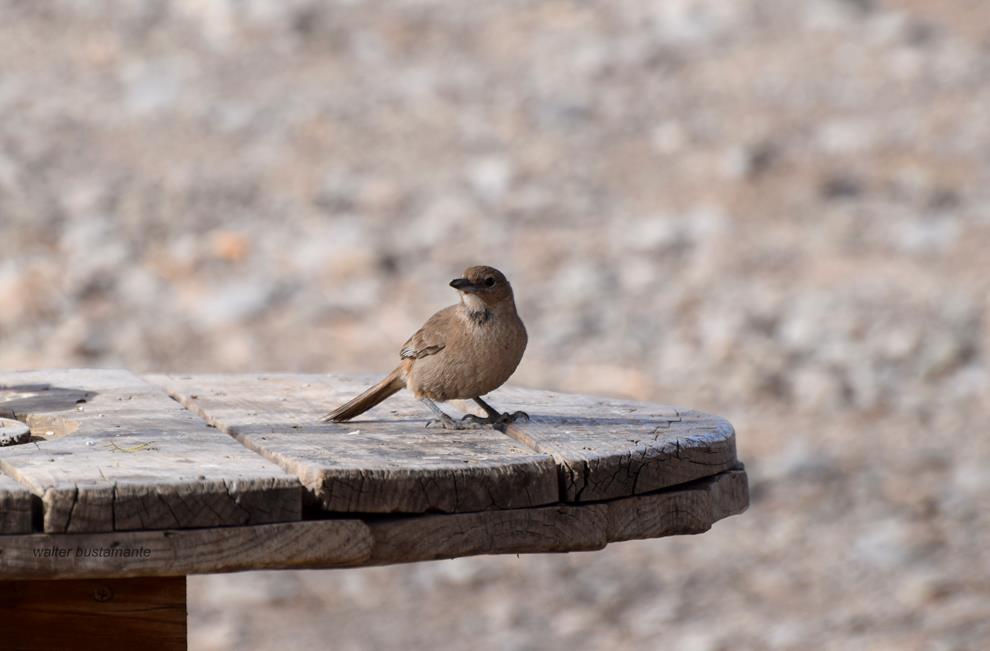 Photo Cacholote Pardo
