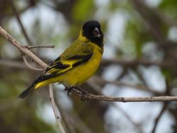 Foto Cabecitanegra Com�n