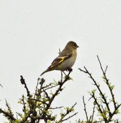 Foto Cabecitanegra Com�n