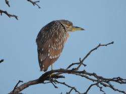 Foto Garza Bruja