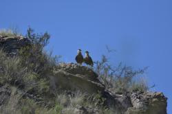 Photo Carancho
