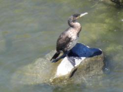 Foto Cormorán Grande