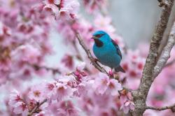 Foto Saí Azul