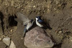 Foto Golondrina Barranquera