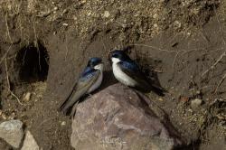 Foto Golondrina Barranquera