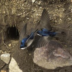 Foto Golondrina Barranquera