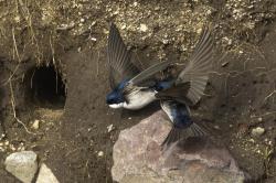 Foto Golondrina Barranquera