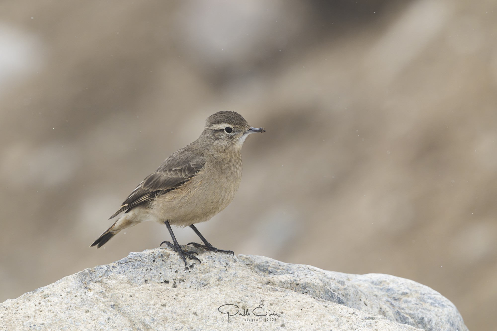 Caminera Colorada (Geositta rufipennis)