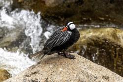 Foto Pato de los Torrentes