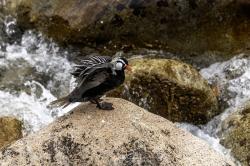Foto Pato de los Torrentes